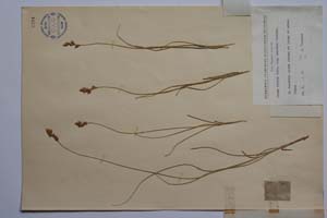 Carex divisa Huds. var. euxina Acht. [ SOMXXXXX0056] (2) (c) Institute of Biodiversity and Ecosystem Research, BAS — Vascular Plants and Mosses Collections (SOM)