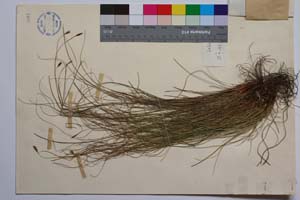 Carex laevis Kit. in Willd. f. capillata Acht. [ SOMXXXXX0057] (2) (c) Institute of Biodiversity and Ecosystem Research, BAS — Vascular Plants and Mosses Collections (SOM)