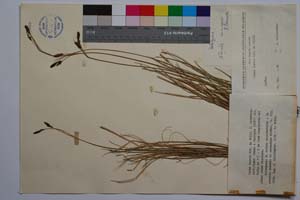Carex laevis Kit. in Willd. f. latifolia Acht. [ SOMXXXXX0058] (c) Institute of Biodiversity and Ecosystem Research, BAS — Vascular Plants and Mosses Collections (SOM)