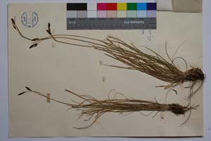 Carex laevis Kit. in Willd. f. latifolia Acht. [ SOMXXXXX0058] (2) (c) Institute of Biodiversity and Ecosystem Research, BAS — Vascular Plants and Mosses Collections (SOM)