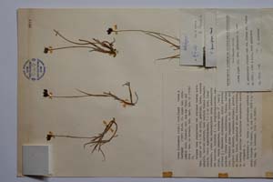 Carex pirinensis Acht. [ SOMXXXXX0059] (c) Institute of Biodiversity and Ecosystem Research, BAS — Vascular Plants and Mosses Collections (SOM)