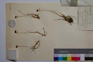 Carex pirinensis Acht. [ SOMXXXXX0059] (2) (c) Institute of Biodiversity and Ecosystem Research, BAS — Vascular Plants and Mosses Collections (SOM)