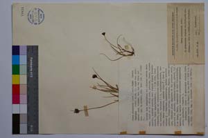 Carex Pirinensis Acht. [ SOMXXXXX0060] (c) Institute of Biodiversity and Ecosystem Research, BAS — Vascular Plants and Mosses Collections (SOM)