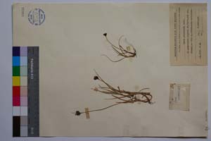 Carex Pirinensis Acht. [ SOMXXXXX0060] (2) (c) Institute of Biodiversity and Ecosystem Research, BAS — Vascular Plants and Mosses Collections (SOM)