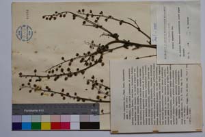 Celsia rupestris Dav. [ SOMXXXXX0061] (c) Institute of Biodiversity and Ecosystem Research, BAS — Vascular Plants and Mosses Collections (SOM)