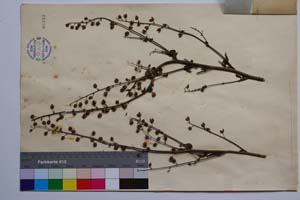 Celsia rupestris Dav. [ SOMXXXXX0061] (2) (c) Institute of Biodiversity and Ecosystem Research, BAS — Vascular Plants and Mosses Collections (SOM)