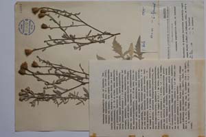Centaurea argyrophylla Acht. & Lindtner [ SOMXXXXX0063] (c) Institute of Biodiversity and Ecosystem Research, BAS — Vascular Plants and Mosses Collections (SOM)
