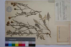 Centaurea argyrophylla Acht. & Lindtner [ SOMXXXXX0063] (2) (c) Institute of Biodiversity and Ecosystem Research, BAS — Vascular Plants and Mosses Collections (SOM)