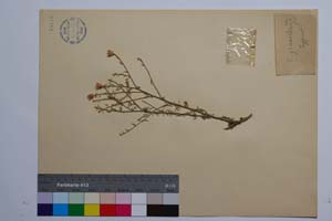 Centaurea gracilenta Velen. [ SOMXXXXX0065] (c) Institute of Biodiversity and Ecosystem Research, BAS — Vascular Plants and Mosses Collections (SOM)