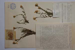 Centaurea kamciensis Kocev & Gancev [ SOMXXXXX0066] (c) Institute of Biodiversity and Ecosystem Research, BAS — Vascular Plants and Mosses Collections (SOM)