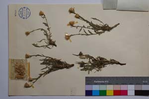 Centaurea kamciensis Kocev & Gancev [ SOMXXXXX0066] (2) (c) Institute of Biodiversity and Ecosystem Research, BAS — Vascular Plants and Mosses Collections (SOM)