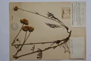 Centaurea stojanovii Acht. [ SOMXXXXX0067] (c) Institute of Biodiversity and Ecosystem Research, BAS — Vascular Plants and Mosses Collections (SOM)