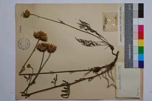 Centaurea stojanovii Acht. [ SOMXXXXX0067] (2) (c) Institute of Biodiversity and Ecosystem Research, BAS — Vascular Plants and Mosses Collections (SOM)