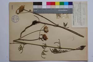 Centaurea stojanovii Acht. [ SOMXXXXX0068] (c) Institute of Biodiversity and Ecosystem Research, BAS — Vascular Plants and Mosses Collections (SOM)