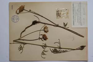 Centaurea stojanovii Acht. [ SOMXXXXX0068] (2) (c) Institute of Biodiversity and Ecosystem Research, BAS — Vascular Plants and Mosses Collections (SOM)