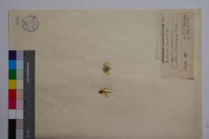 Centaurea varnensis Velen. [ SOMXXXXX0069] (c) Institute of Biodiversity and Ecosystem Research, BAS — Vascular Plants and Mosses Collections (SOM)