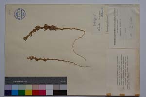 Chenopodium glaucum L. var farinosum Mark. [ SOMXXXXX0071] (c) Institute of Biodiversity and Ecosystem Research, BAS — Vascular Plants and Mosses Collections (SOM)