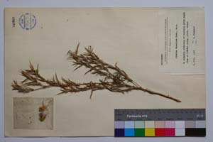 Cirsium thracicum Kuzm. [ SOMXXXXX0073] (c) Institute of Biodiversity and Ecosystem Research, BAS — Vascular Plants and Mosses Collections (SOM)