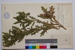 Cnicus bulgaricus Panov [ SOMXXXXX0074] (c) Institute of Biodiversity and Ecosystem Research, BAS — Vascular Plants and Mosses Collections (SOM)