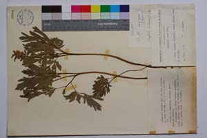 Corydalis bulbosa (L.) DC. var. bicaulis Jord. & Koz. [ SOMXXXXX0079] (c) Institute of Biodiversity and Ecosystem Research, BAS — Vascular Plants and Mosses Collections (SOM)