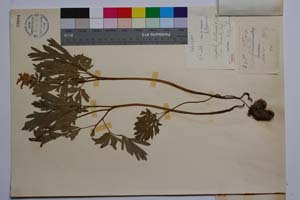 Corydalis bulbosa (L.) DC. var. bicaulis Jord. & Koz. [ SOMXXXXX0079] (2) (c) Institute of Biodiversity and Ecosystem Research, BAS — Vascular Plants and Mosses Collections (SOM)