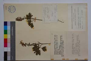 Corydalis marschaliana (Pall.) Pers. var. oppositifolius Jord. & Koz. [ SOMXXXXX0080] (c) Institute of Biodiversity and Ecosystem Research, BAS — Vascular Plants and Mosses Collections (SOM)