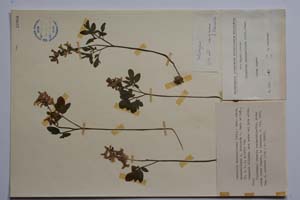 Corydalis marschaliana (Pall.) ssp. marschaliana f. latisecta Jord. & Koz. [ SOMXXXXX0081] (c) Institute of Biodiversity and Ecosystem Research, BAS — Vascular Plants and Mosses Collections (SOM)