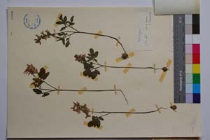 Corydalis marschaliana (Pall.) ssp. marschaliana f. latisecta Jord. & Koz. [ SOMXXXXX0081] (2) (c) Institute of Biodiversity and Ecosystem Research, BAS — Vascular Plants and Mosses Collections (SOM)