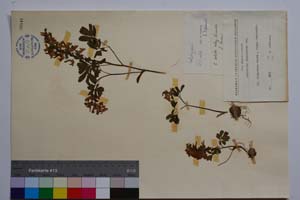 Corydalis slivenensis Vel. var. subintegra Jord. & Koz. f. hayekii Jord. & Koz. [ SOMXXXXX0083] (2) (c) Institute of Biodiversity and Ecosystem Research, BAS — Vascular Plants and Mosses Collections (SOM)