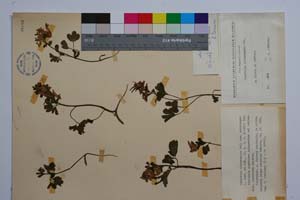 Corydalis slivenensis Vel. var. subintegra Jord. & Koz. [ SOMXXXXX0084] (c) Institute of Biodiversity and Ecosystem Research, BAS — Vascular Plants and Mosses Collections (SOM)