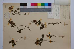 Corydalis slivenensis Vel. var. subintegra Jord. & Koz. [ SOMXXXXX0084] (2) (c) Institute of Biodiversity and Ecosystem Research, BAS — Vascular Plants and Mosses Collections (SOM)