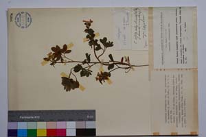 Corydalis slivenensis Vel. var. slivenensis f. macrantha Jord. & Koz. [ SOMXXXXX0085] (c) Institute of Biodiversity and Ecosystem Research, BAS — Vascular Plants and Mosses Collections (SOM)