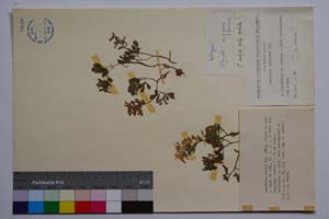 Corydalis solida Vel. ssp. solida f. nana Jord. & Koz. [ SOMXXXXX0086] (c) Institute of Biodiversity and Ecosystem Research, BAS — Vascular Plants and Mosses Collections (SOM)
