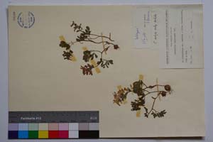 Corydalis solida Vel. ssp. solida f. nana Jord. & Koz. [ SOMXXXXX0086] (2) (c) Institute of Biodiversity and Ecosystem Research, BAS — Vascular Plants and Mosses Collections (SOM)