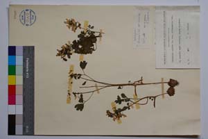 Corydalis solida (L.) Swarz. var. ramosa Jord. & Koz. [ SOMXXXXX0087] (2) (c) Institute of Biodiversity and Ecosystem Research, BAS — Vascular Plants and Mosses Collections (SOM)