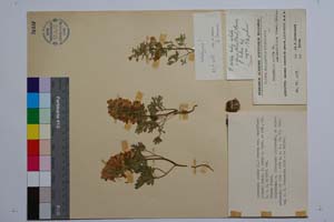 Corydalis solida (L.) Swartz var. densiflora (Presl.) Boiss. f. lutea Jord. & Koz. [ SOMXXXXX0088] (c) Institute of Biodiversity and Ecosystem Research, BAS — Vascular Plants and Mosses Collections (SOM)
