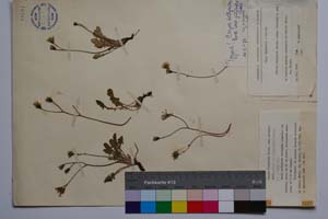 Crepis bithynica Boiss. var. pirinica Acht. [ SOMXXXXX0089] (c) Institute of Biodiversity and Ecosystem Research, BAS — Vascular Plants and Mosses Collections (SOM)