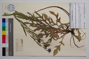 Cyanus diospolitanus Bancheva & Stoyanov [ SOMXXXXX0092] (c) Institute of Biodiversity and Ecosystem Research, BAS — Vascular Plants and Mosses Collections (SOM)