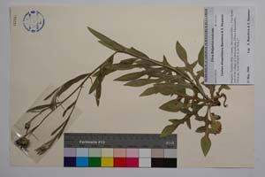 Cyanus diospolitanus Bancheva & Stoyanov [ SOMXXXXX0091] (c) Institute of Biodiversity and Ecosystem Research, BAS — Vascular Plants and Mosses Collections (SOM)