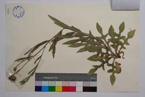 Cyanus diospolitanus Bancheva & Stoyanov [ SOMXXXXX0091] (2) (c) Institute of Biodiversity and Ecosystem Research, BAS — Vascular Plants and Mosses Collections (SOM)