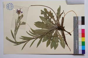 Cyanus diospolitanus Bancheva & Stoyanov [ SOMXXXXX0093] (2) (c) Institute of Biodiversity and Ecosystem Research, BAS — Vascular Plants and Mosses Collections (SOM)