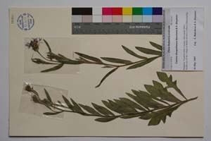 Cyanus diospolitanus Bancheva & Stoyanov [ SOMXXXXX0094] (c) Institute of Biodiversity and Ecosystem Research, BAS — Vascular Plants and Mosses Collections (SOM)