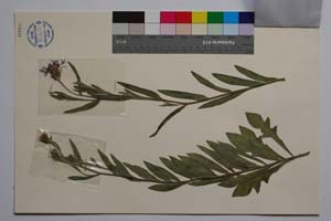 Cyanus diospolitanus Bancheva & Stoyanov [ SOMXXXXX0094] (2) (c) Institute of Biodiversity and Ecosystem Research, BAS — Vascular Plants and Mosses Collections (SOM)