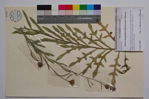 Cyanus diospolitanus Bancheva & Stoyanov [ SOMXXXXX0095] (c) Institute of Biodiversity and Ecosystem Research, BAS — Vascular Plants and Mosses Collections (SOM)