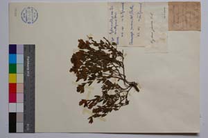 Cytisus albus var. bizanthynus Davidov [ SOMXXXXX0096] (c) Institute of Biodiversity and Ecosystem Research, BAS — Vascular Plants and Mosses Collections (SOM)