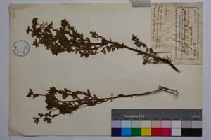 Cytisus dorycnioides Davidov [ SOMXXXXX0097] (2) (c) Institute of Biodiversity and Ecosystem Research, BAS — Vascular Plants and Mosses Collections (SOM)