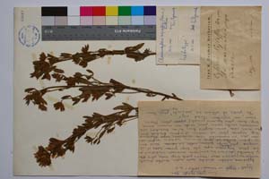 Cytisus neiceffii Urum. [ SOMXXXXX0098] (c) Institute of Biodiversity and Ecosystem Research, BAS — Vascular Plants and Mosses Collections (SOM)