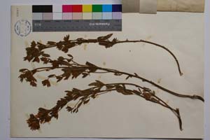 Cytisus neiceffii Urum. [ SOMXXXXX0098] (2) (c) Institute of Biodiversity and Ecosystem Research, BAS — Vascular Plants and Mosses Collections (SOM)