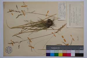 Deschampsia caespitosa (L.) P. B. var. setifolia G. W. Bisch. [ SOMXXXXX0099] (c) Institute of Biodiversity and Ecosystem Research, BAS — Vascular Plants and Mosses Collections (SOM)