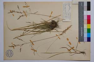 Deschampsia caespitosa (L.) P. B. var. setifolia G. W. Bisch. [ SOMXXXXX0099] (2) (c) Institute of Biodiversity and Ecosystem Research, BAS — Vascular Plants and Mosses Collections (SOM)